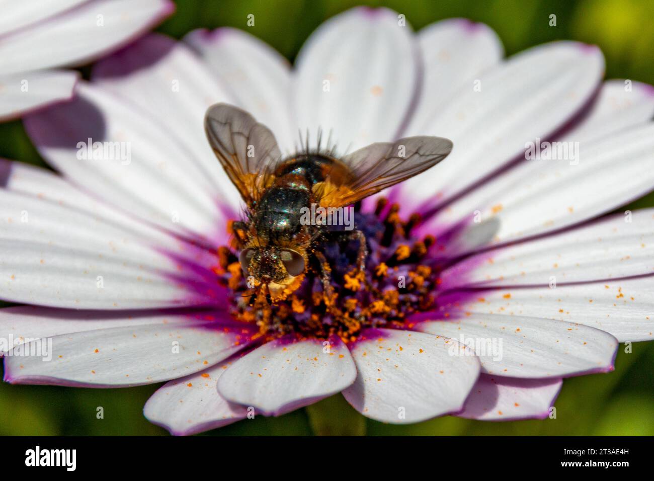Tachina, Parasitic flies on a Flower Stock Photo - Alamy