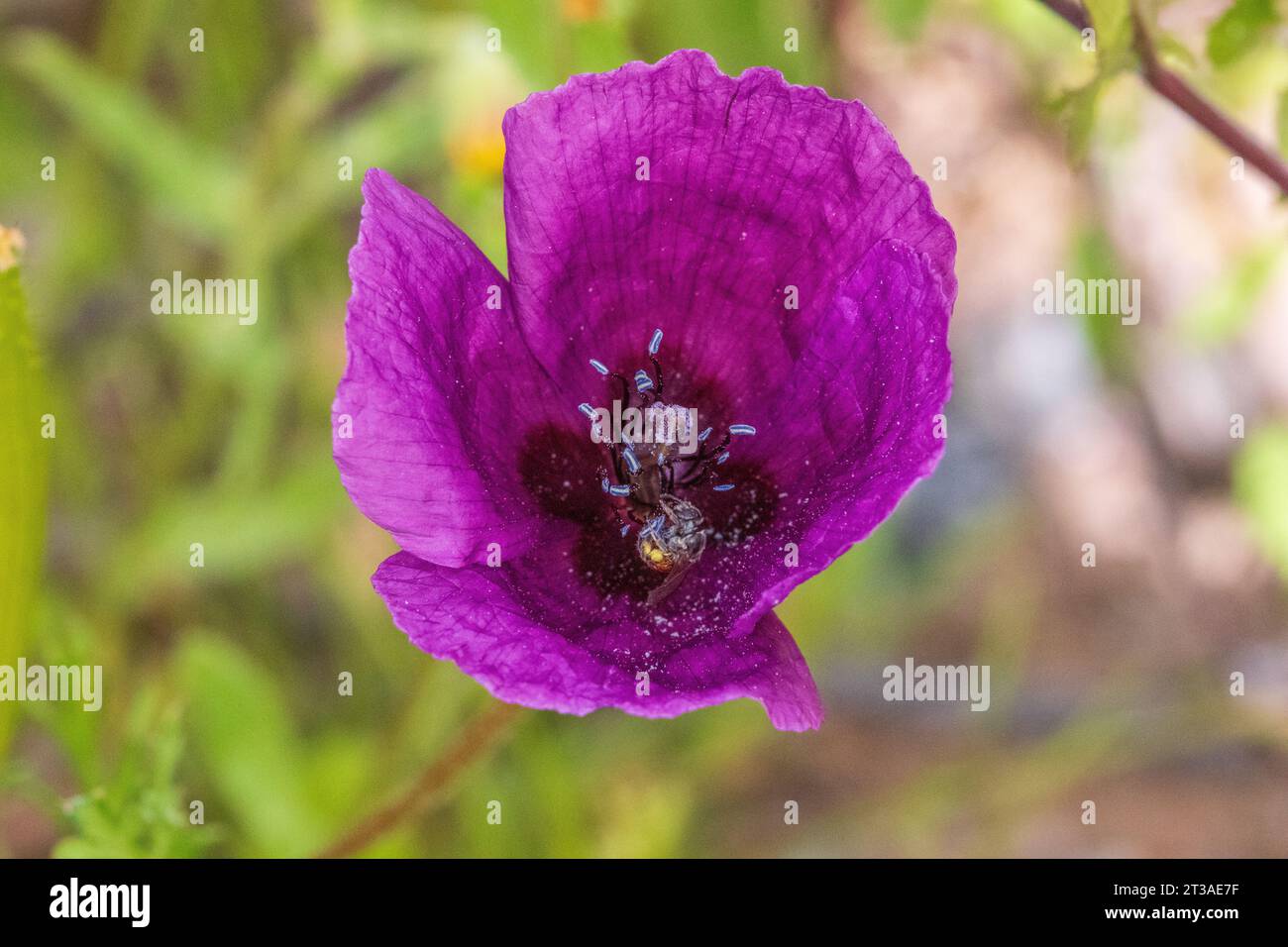 Roemeria hybrida, Violet Horned-Poppy Stock Photo