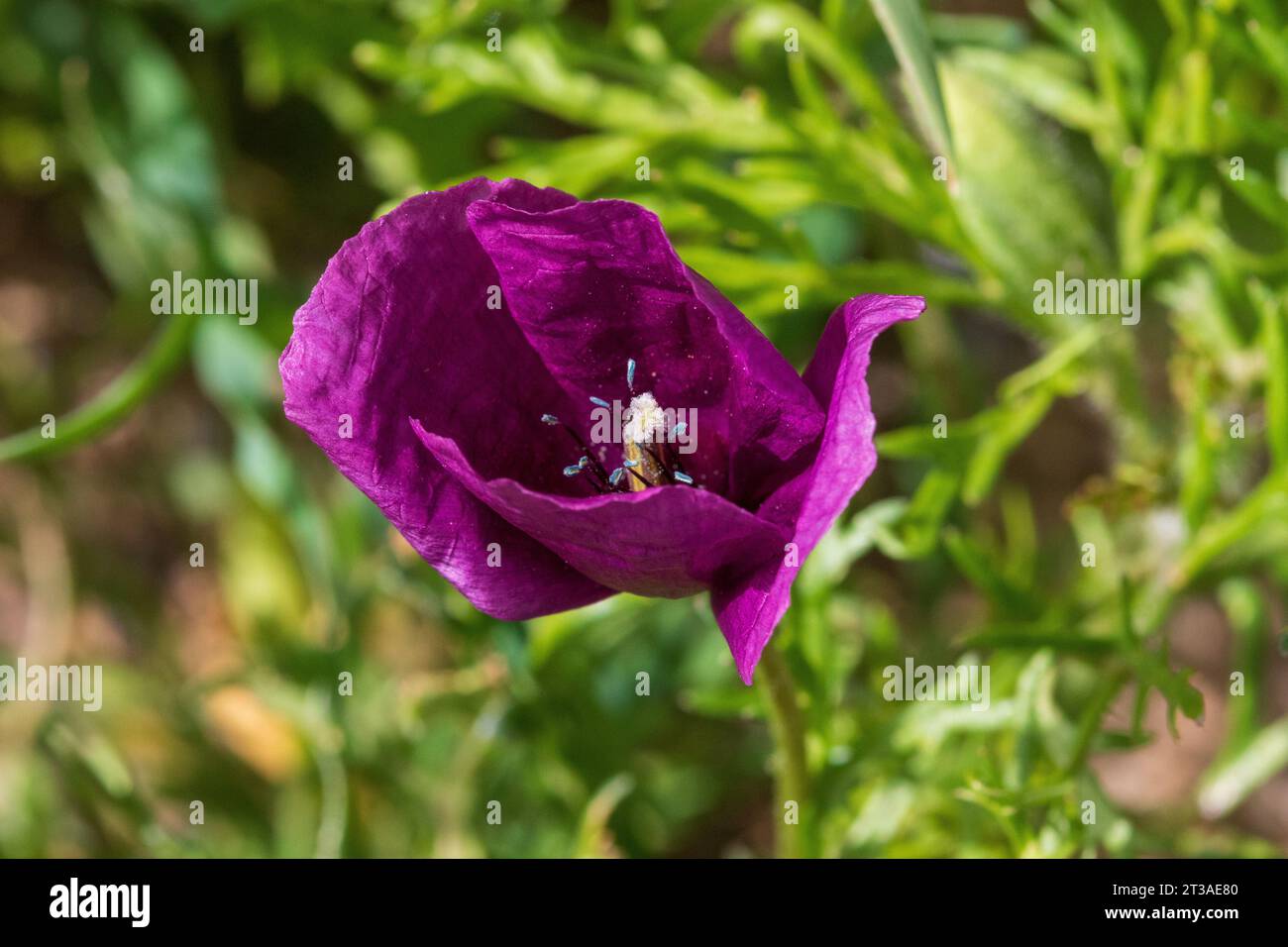 Roemeria hybrida, Violet Horned-Poppy Stock Photo