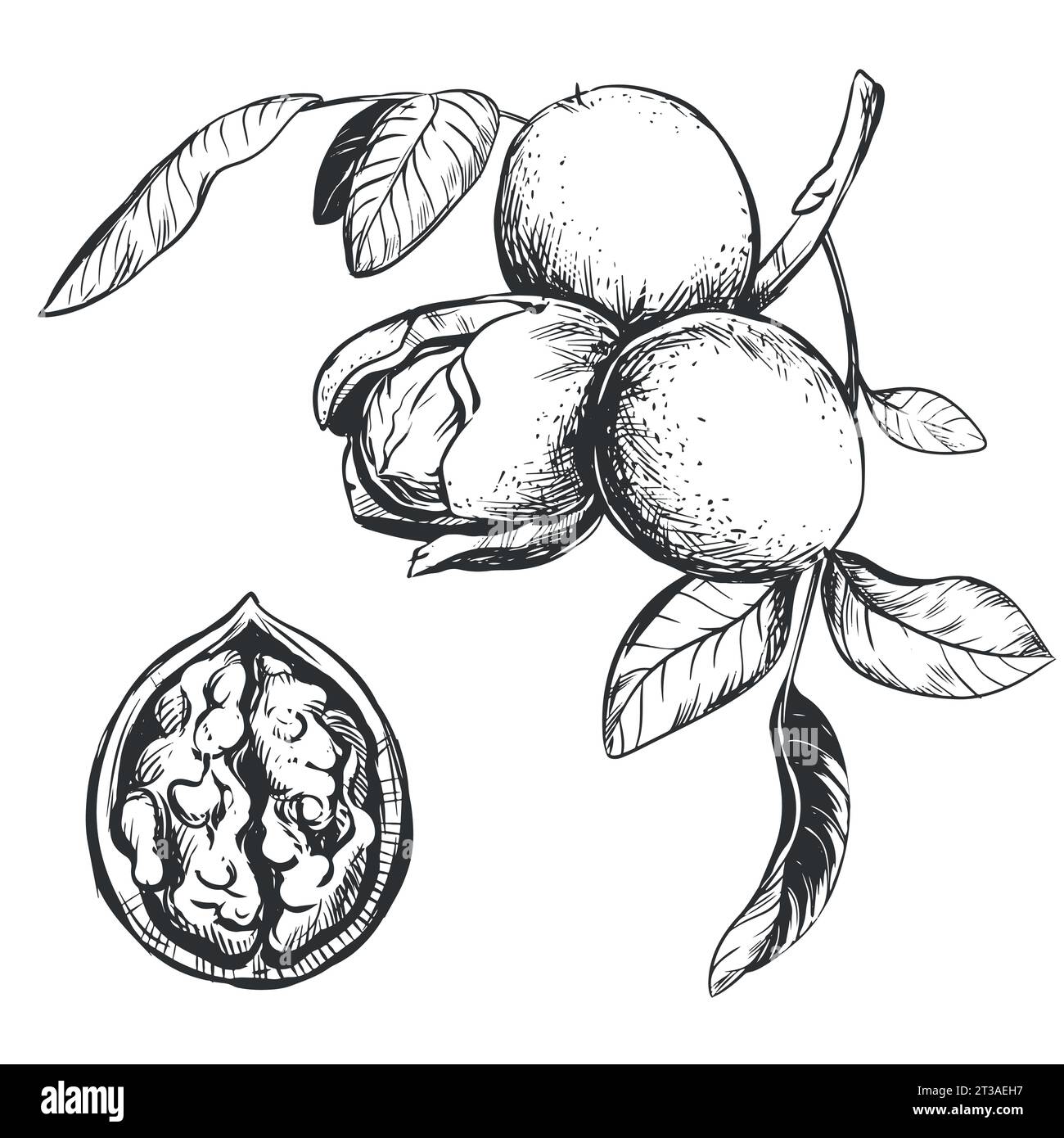 Walnuts are hand drawn. Vector illustration in engraving technique. A branch with fruits in a peel, leaves. Linear ink drawing. Ingredient for the Ita Stock Vector