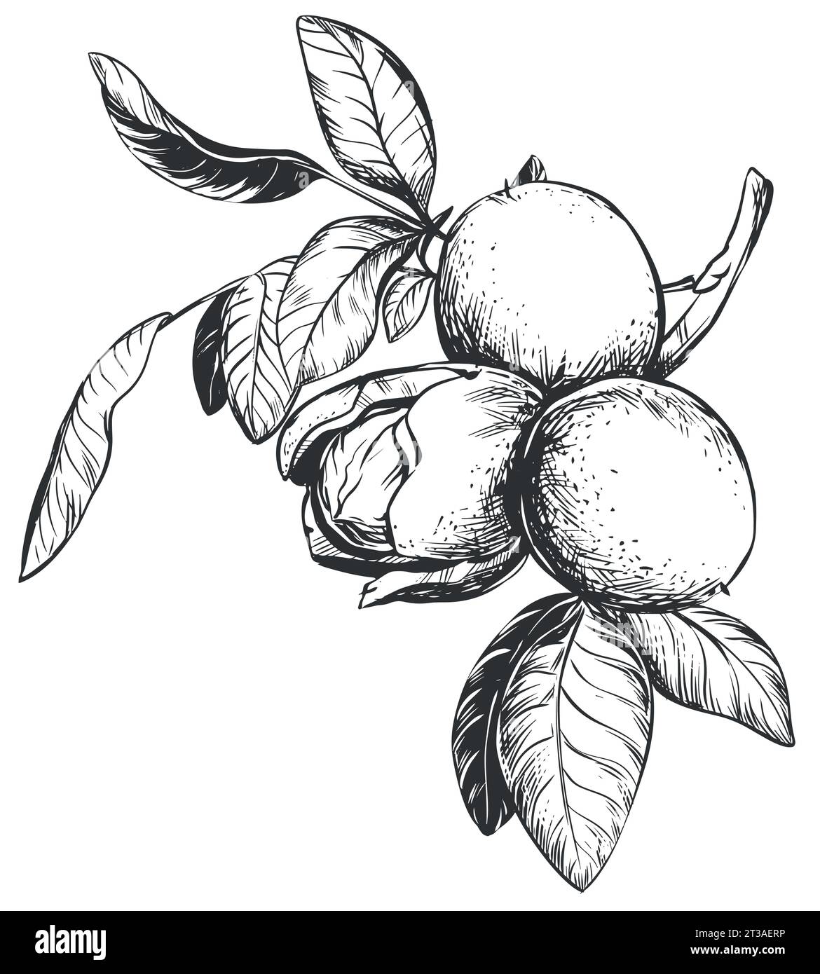 Walnuts are hand drawn. Vector illustration in engraving technique. Ingredient for nut paste, butter, Nocino liqueur. For packaging design. Linear ink Stock Vector