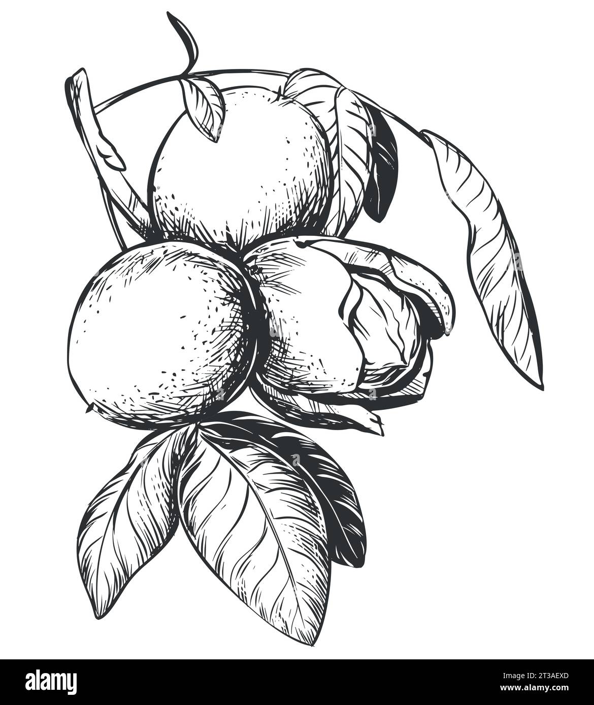 Walnuts are hand drawn. Vector illustration in engraving technique. Ingredient for nut paste, butter, Nocino liqueur. For packaging design. Linear ink Stock Vector