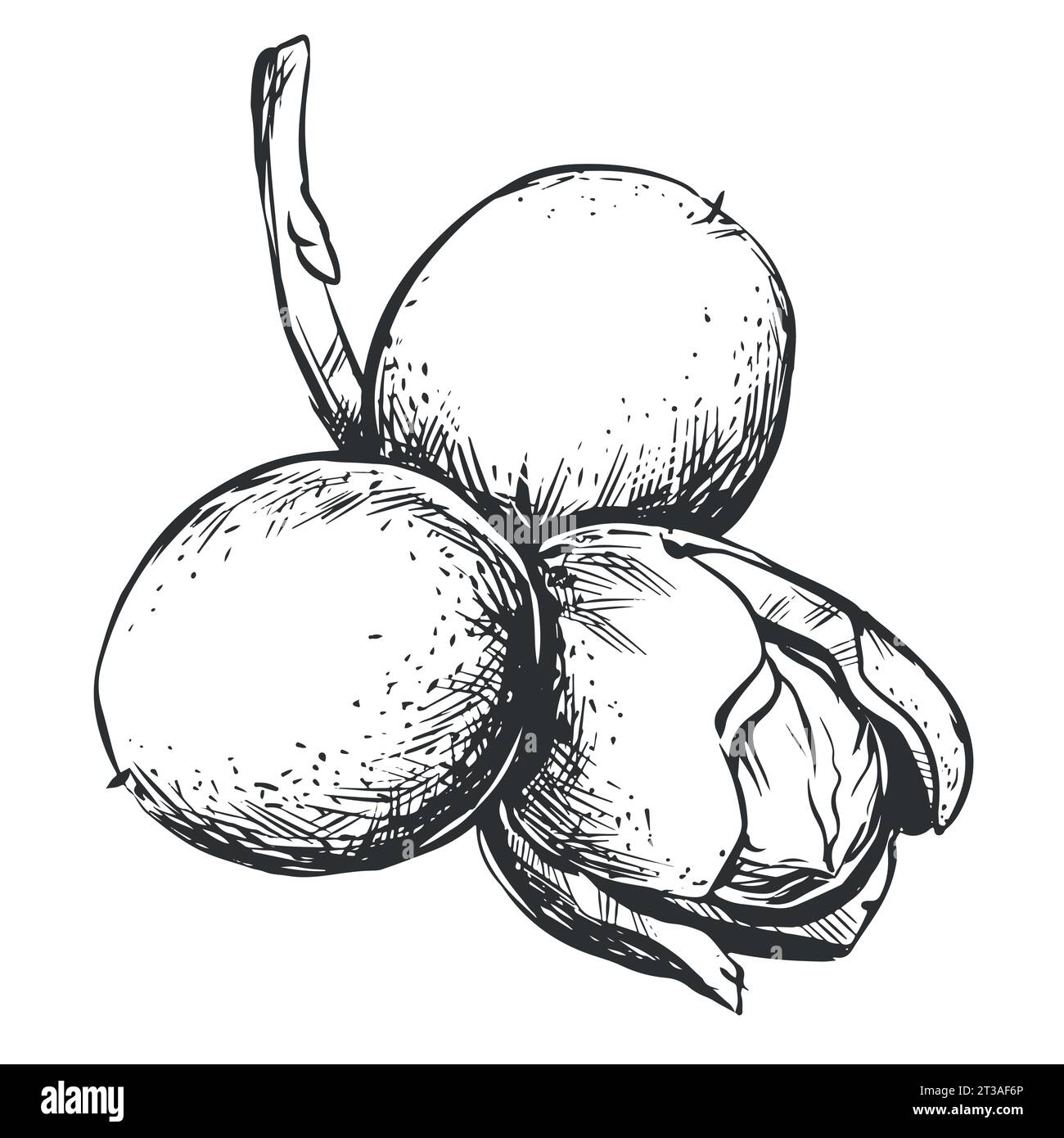 Walnuts are hand drawn. Vector illustration in engraving technique. A branch with fruits in a peel, leaves. Linear ink drawing. Ingredient for the Ita Stock Vector