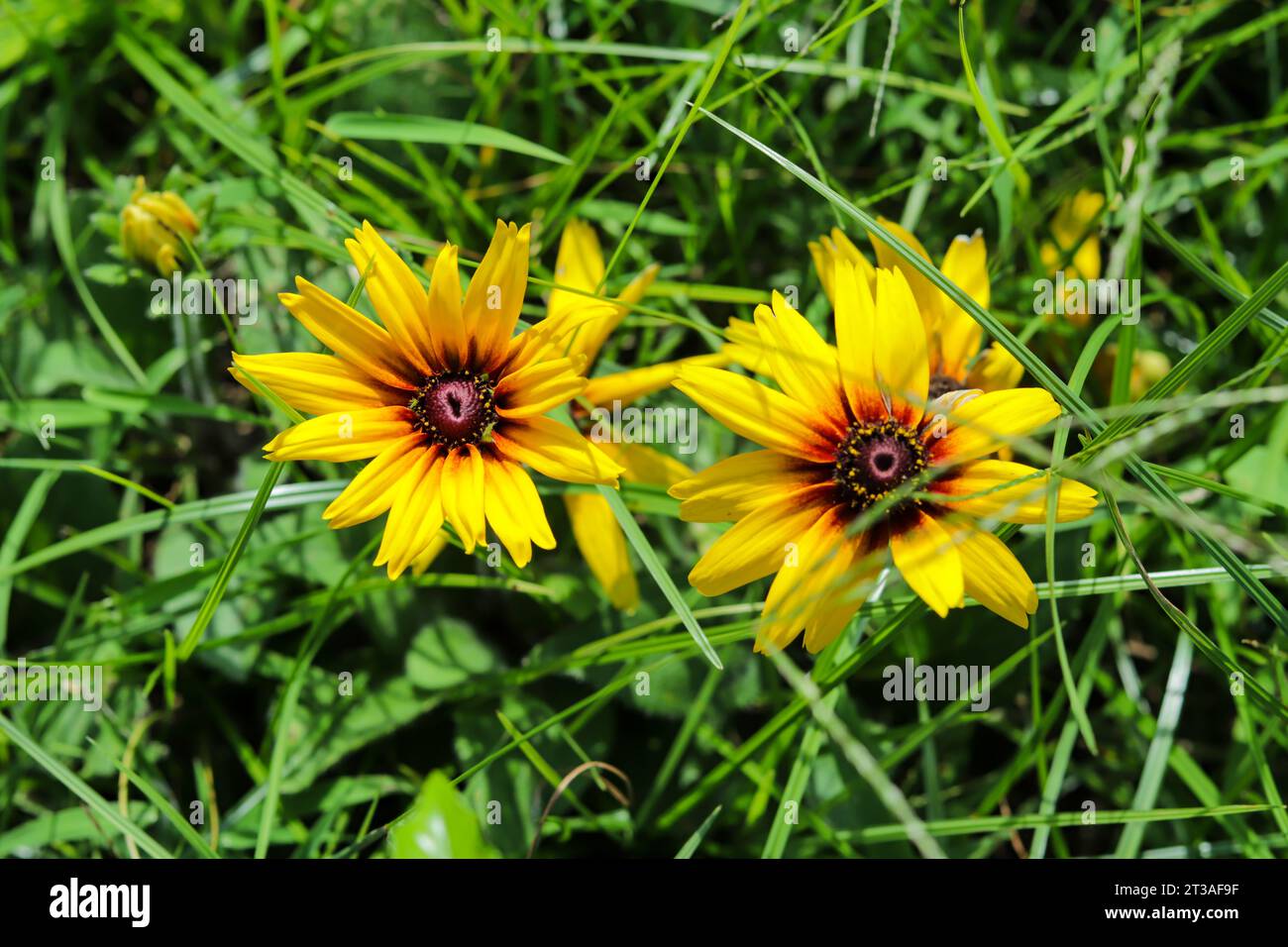 Black-eyed Susan plants bring a coarse texture to the garden. Black
