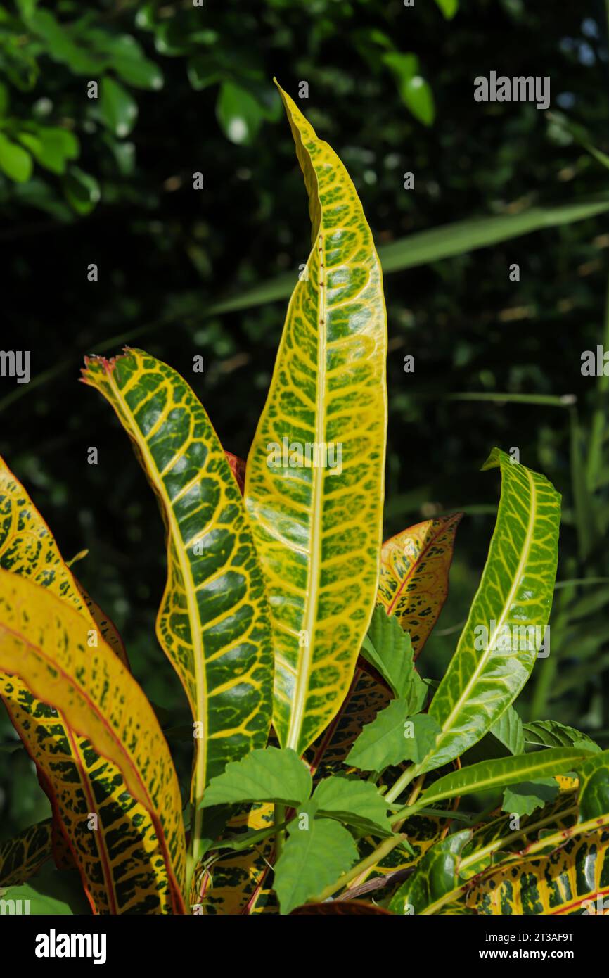 Croton plants Codiaeum variegatum are incredibly varied plants that are often grown as houseplants. The Variegated Croton is an especially vibrant hou Stock Photo