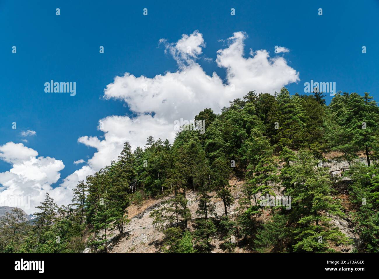 The forest under the blue sky and white clouds Stock Photo - Alamy