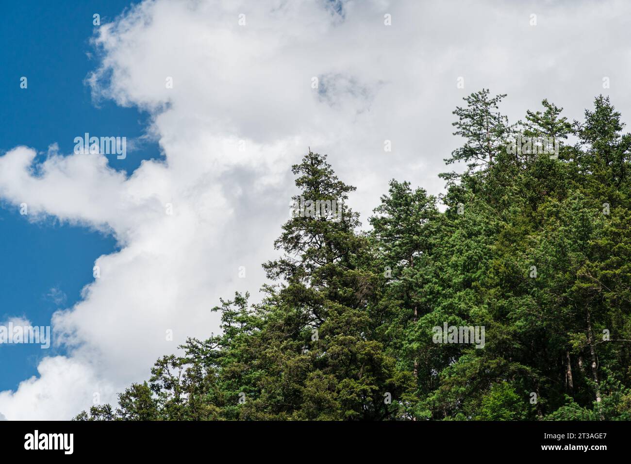 The forest under the blue sky and white clouds Stock Photo - Alamy