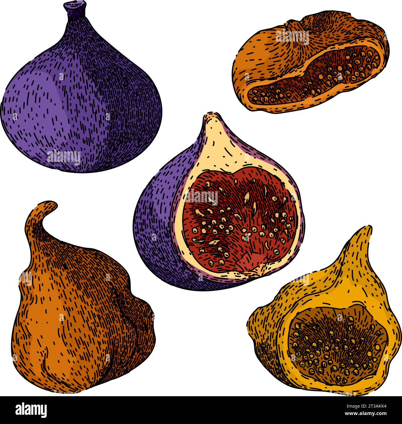 fig set sketch hand drawn vector Stock Vector Image & Art - Alamy