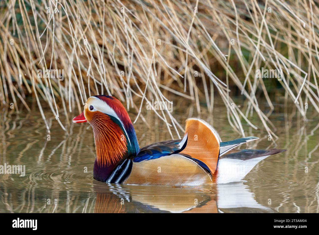 Male mandarin duck (Aix galericulata Stock Photo - Alamy