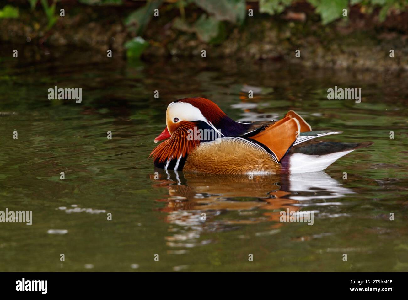 Male mandarin duck (Aix galericulata Stock Photo - Alamy