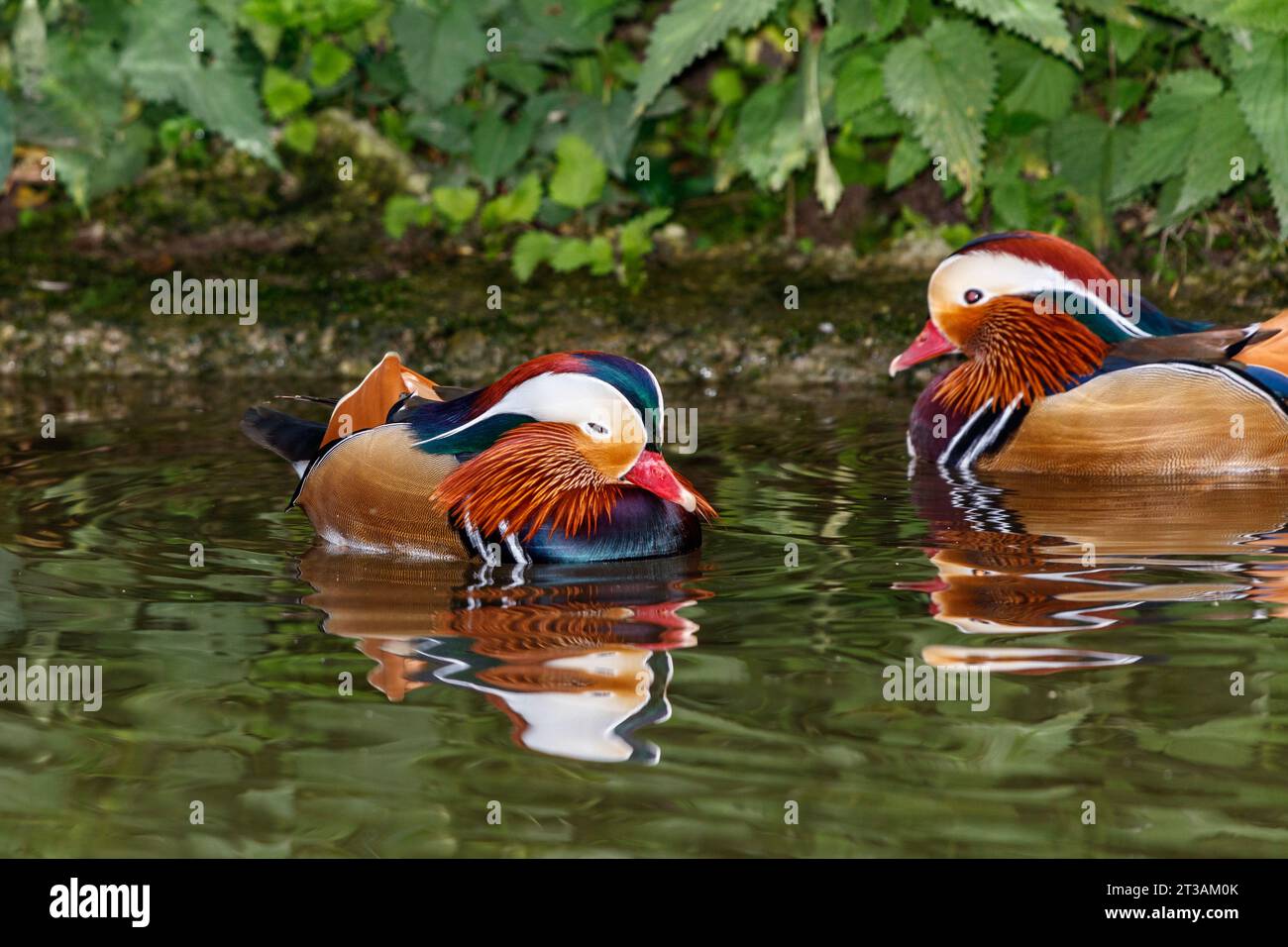 Male mandarin duck (Aix galericulata Stock Photo - Alamy