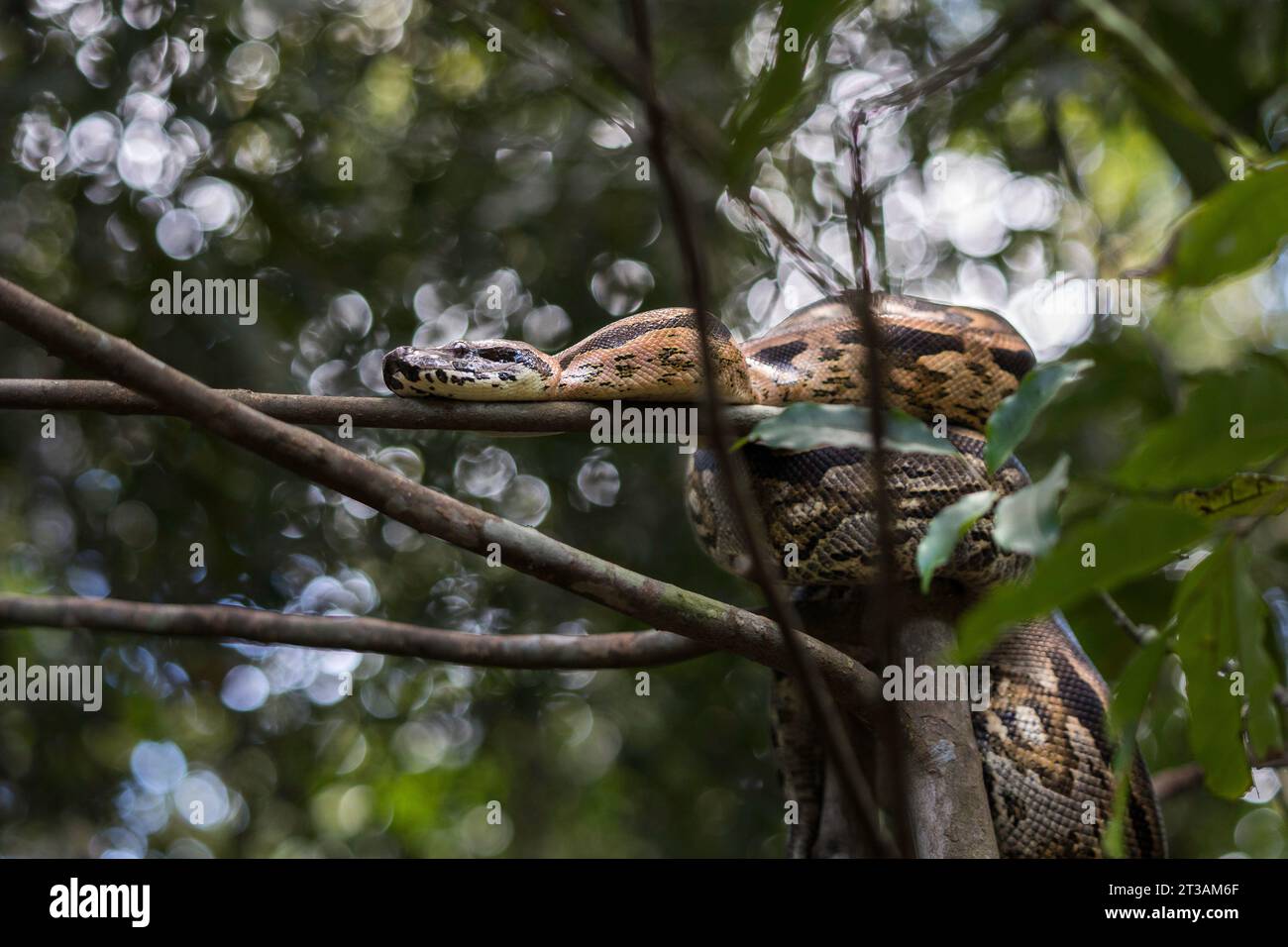 A large Madagascar Ground Boa (Acrantophis madagascariensis) curled up in a tree Stock Photo