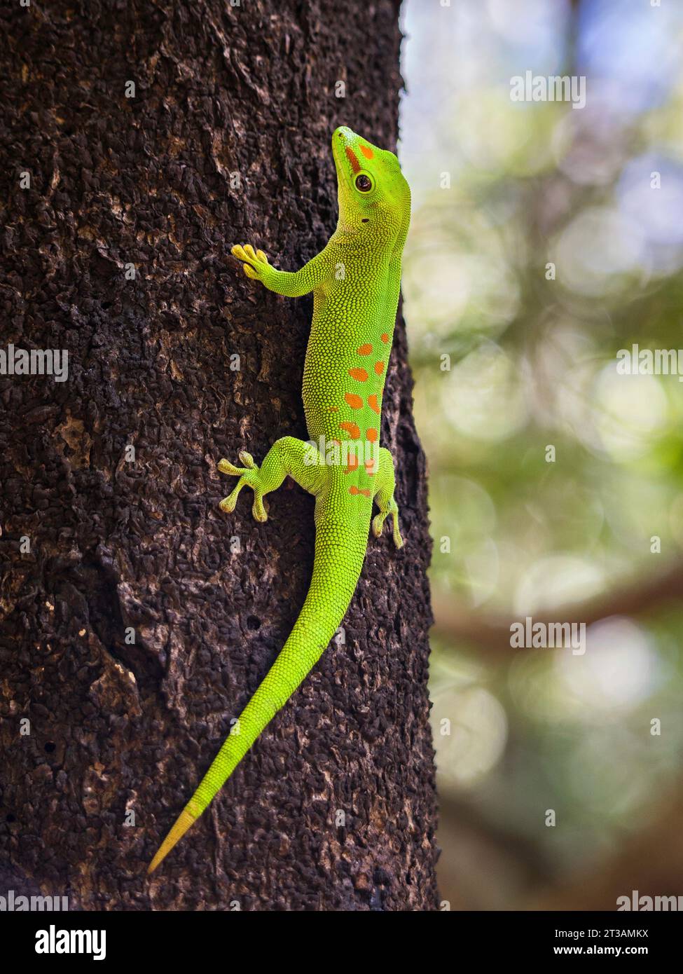 A vibrant green Madagascar Giant Day Gecko (Phelsuma grandis) sitting on a tree trunk Stock Photo