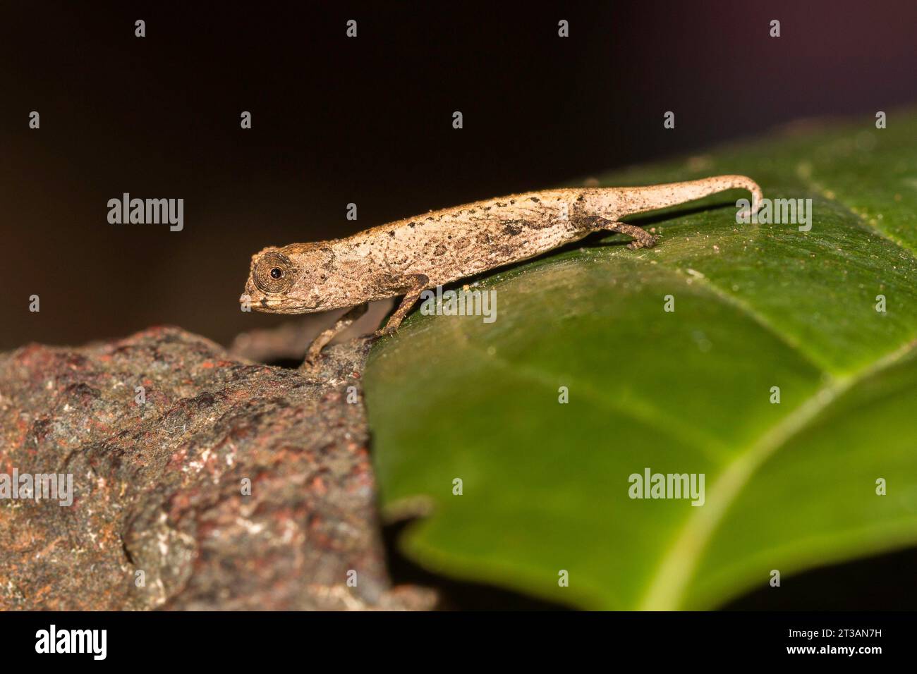 Brookesia minima is one of the smallest chameleons in the world in Madagascar sitting on a leaf Stock Photo