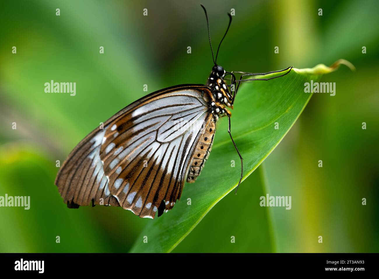 The Courtesan Beautiful sunny day with butterfly on the green leaf close up. (Euripus nyctelius euploeoides) Stock Photo