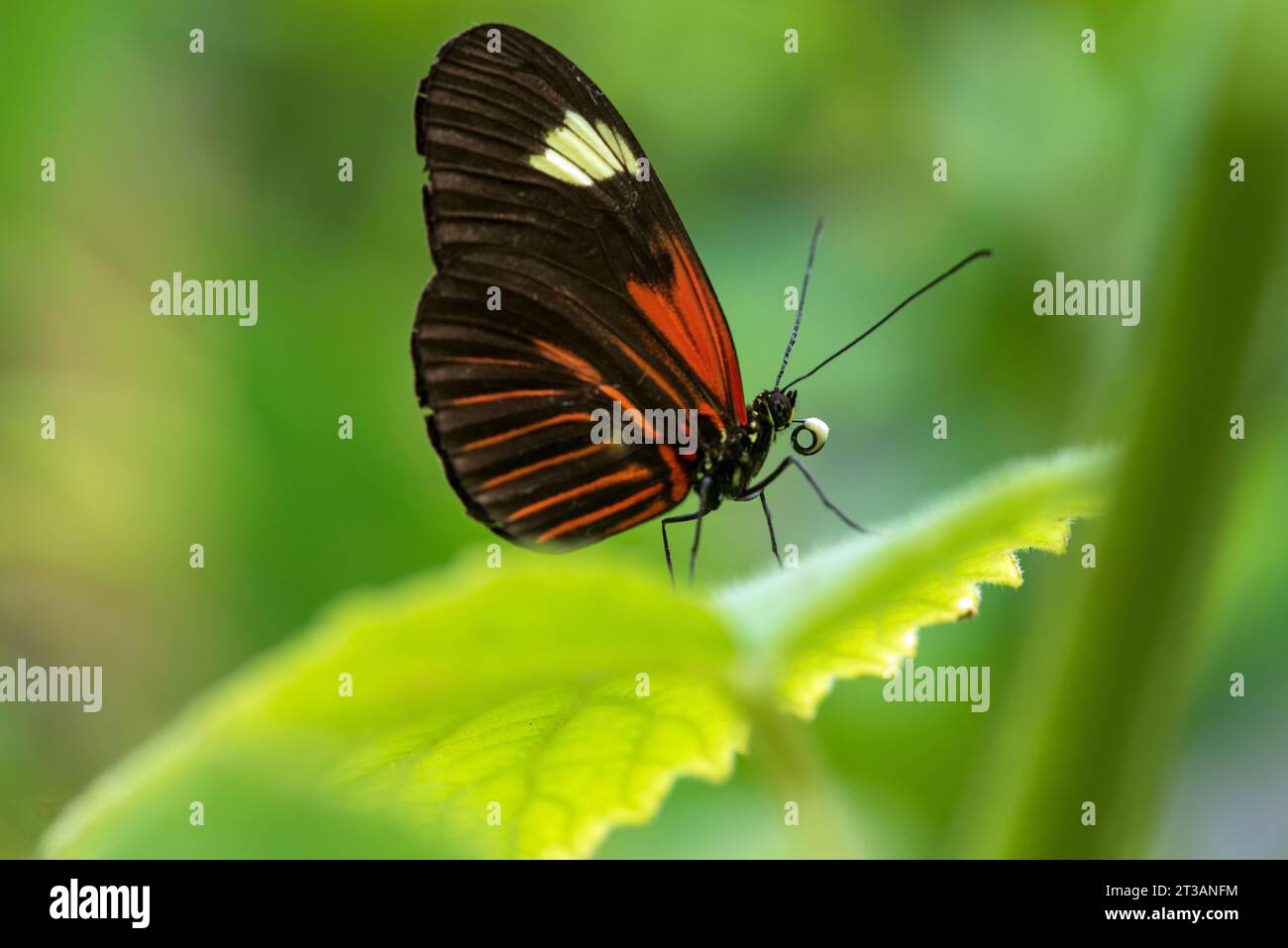 The Doris Longwing Butterfly close up in the garden, heliconius doris, Laparus doris, Tropical butterfly Stock Photo