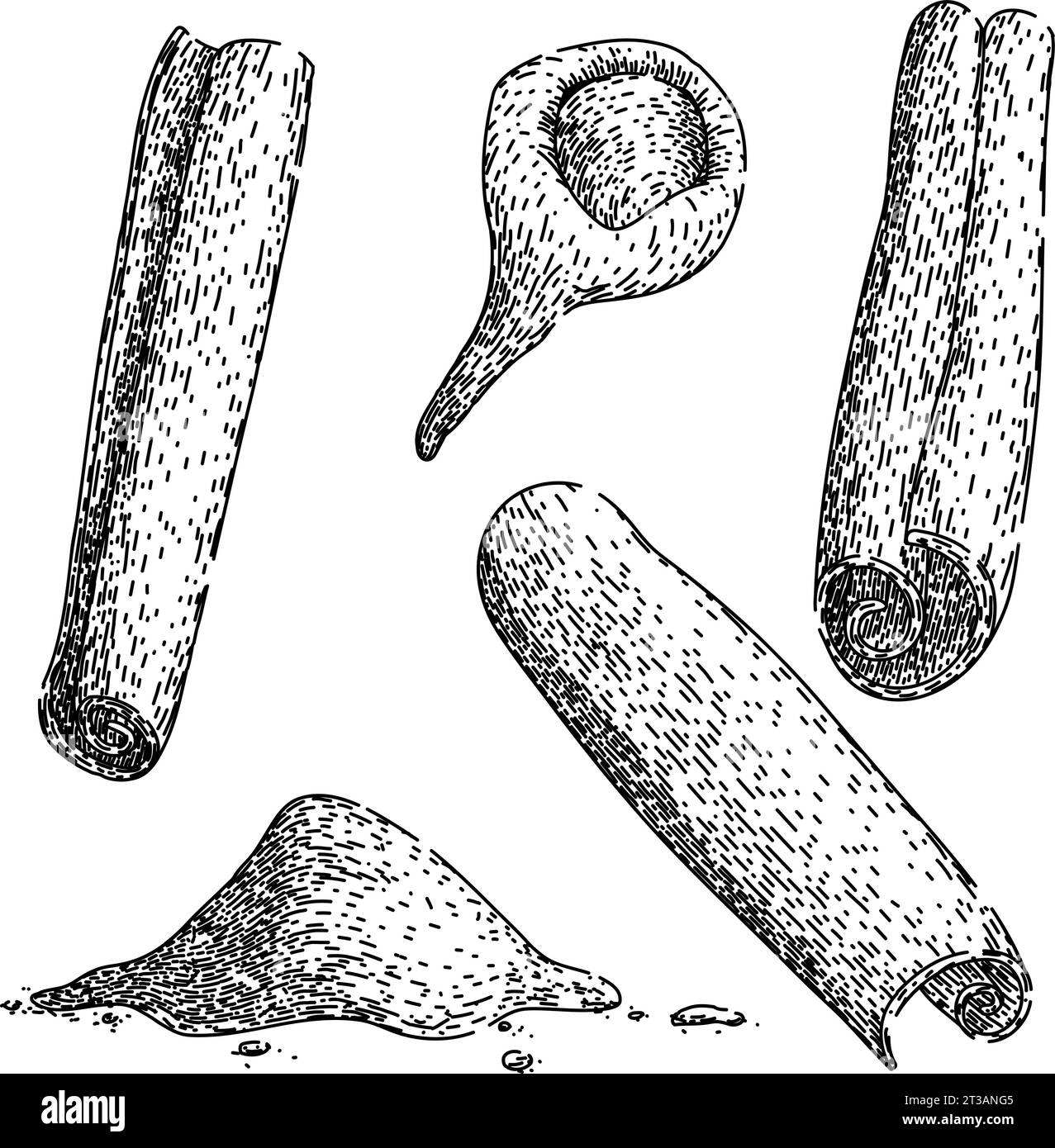 cinnamon set sketch hand drawn vector Stock Vector Image & Art - Alamy