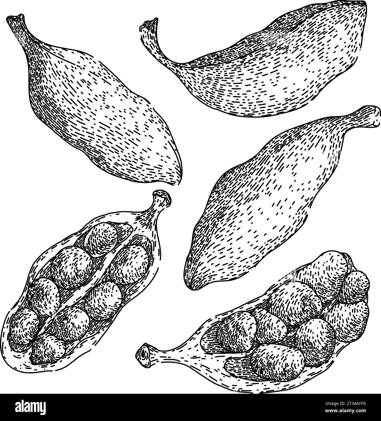 cardamom set sketch hand drawn vector Stock Vector Image & Art Alamy