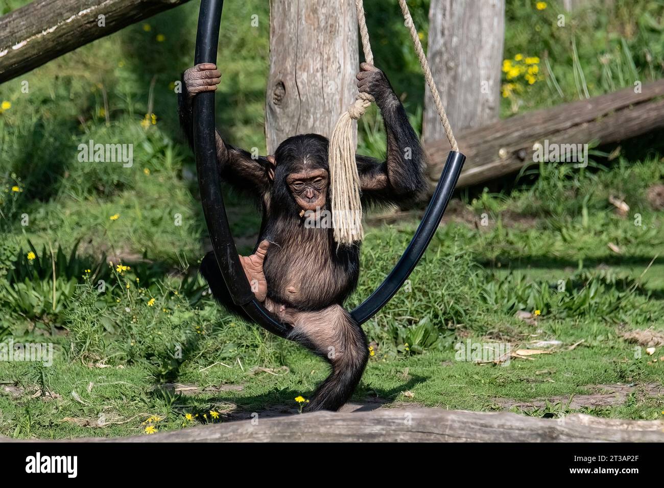 A macaque monkey hangs from a rope suspended from a tree in a zoo habitat. Stock Photo