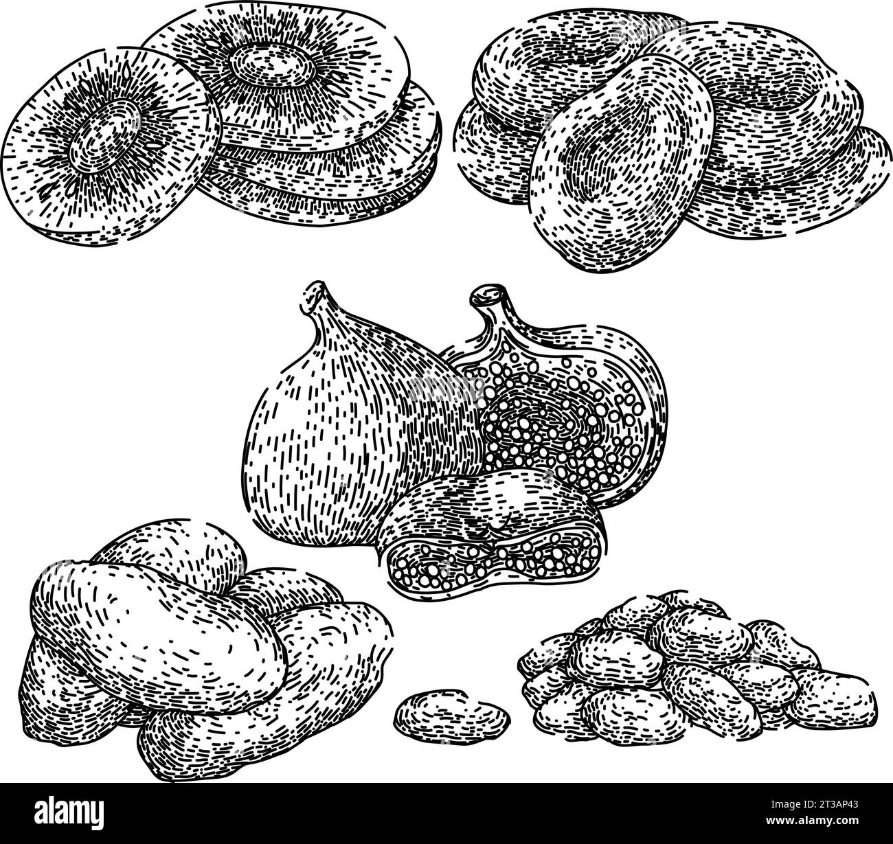 dried fruit set sketch hand drawn vector Stock Vector Image & Art - Alamy