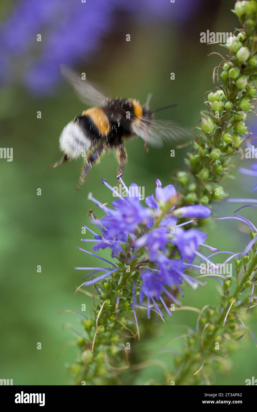 BUMBLE BEE on flower in garden Stock Photo