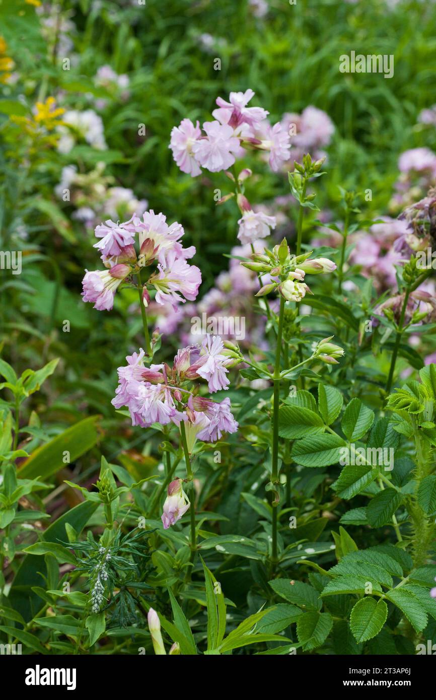 SAPONARIA OFFICINALIS Common soapwort Stock Photo