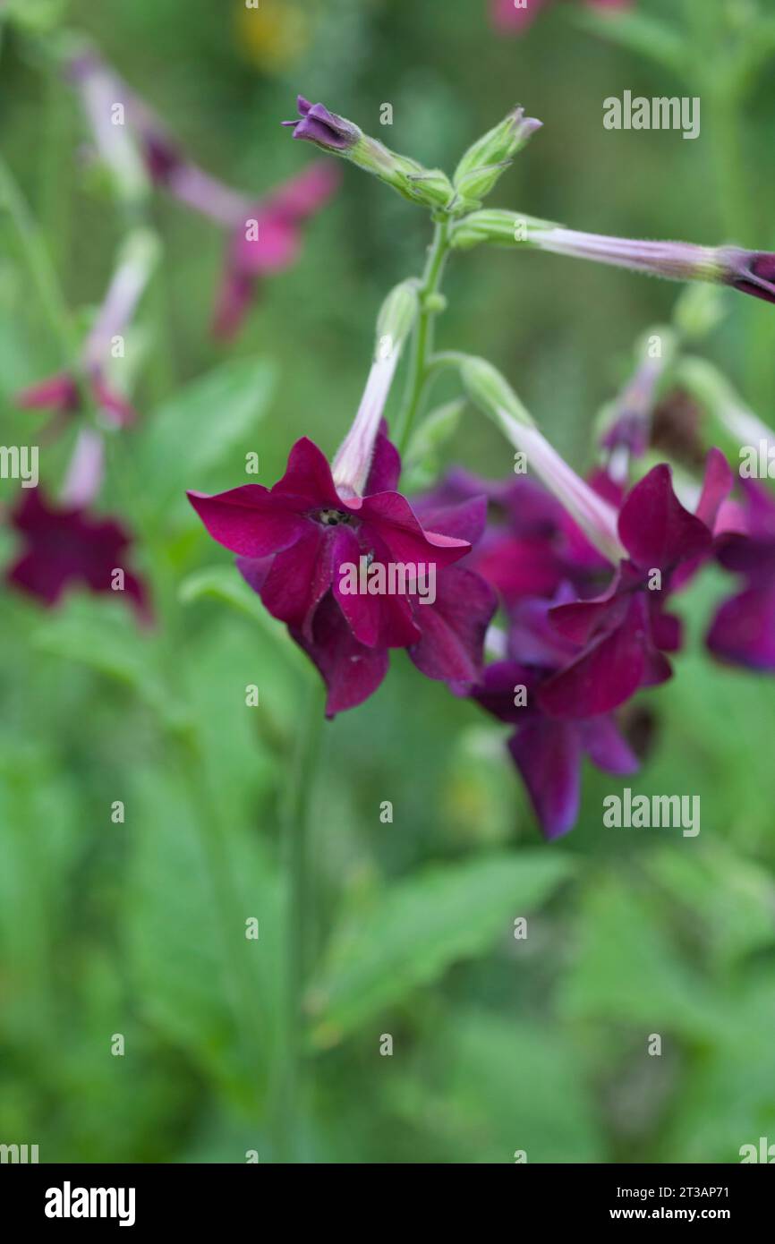 NICOTIANA FLOWER Tobacco plants Stock Photo