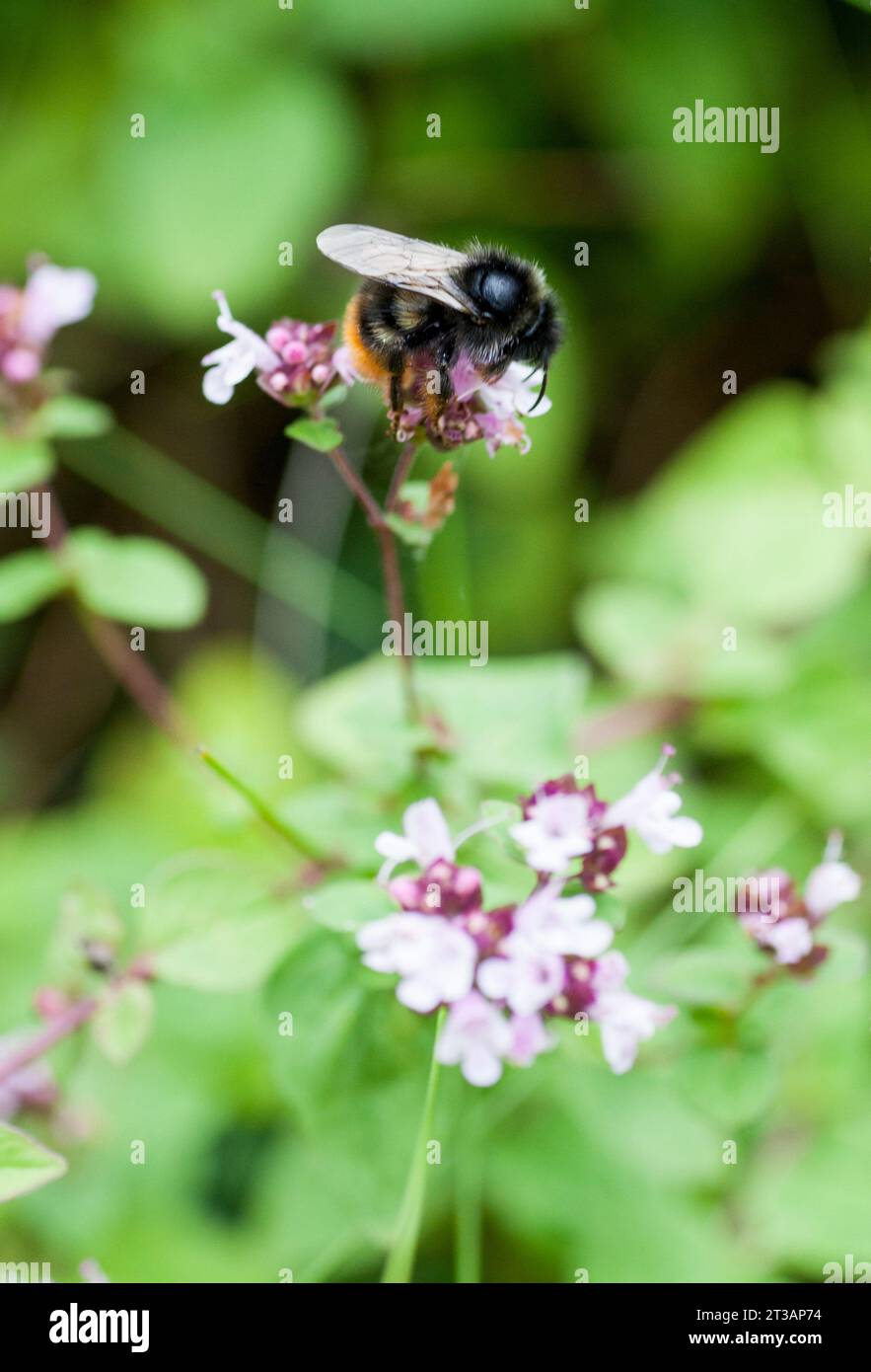 BUMBLE BEE on flower in garden Stock Photo