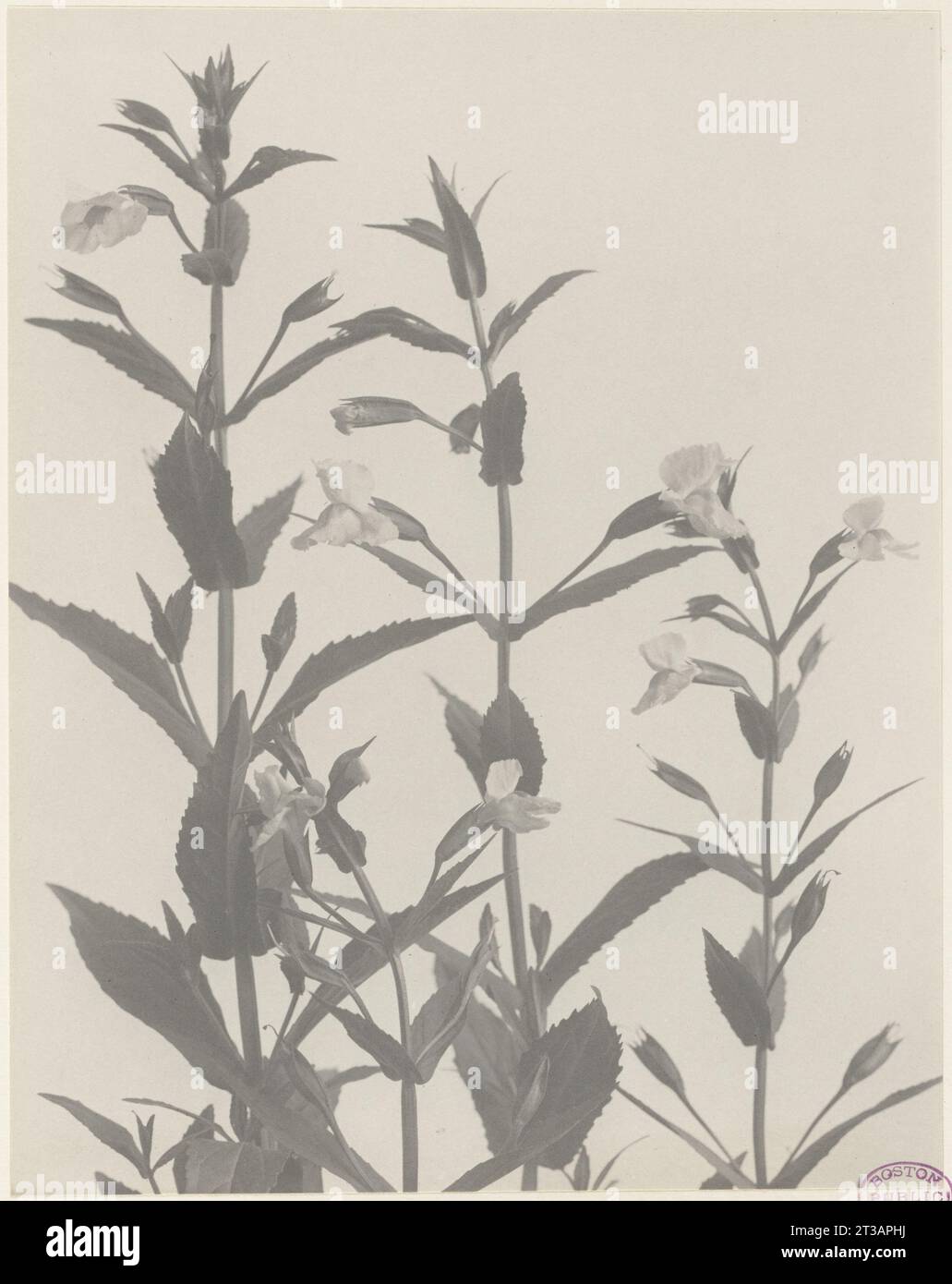 198. Mimulus ringens, monkey-flower Stock Photo