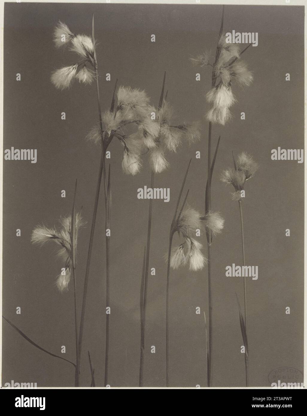 328. Eriophorum viridi-carinatum, cotton grass Stock Photo