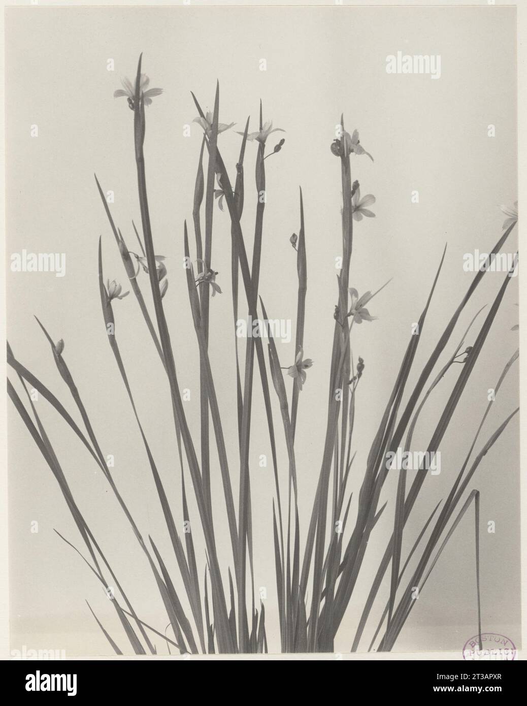 120. Sisyrinchium angustifolium, blue-eyed grass Stock Photo