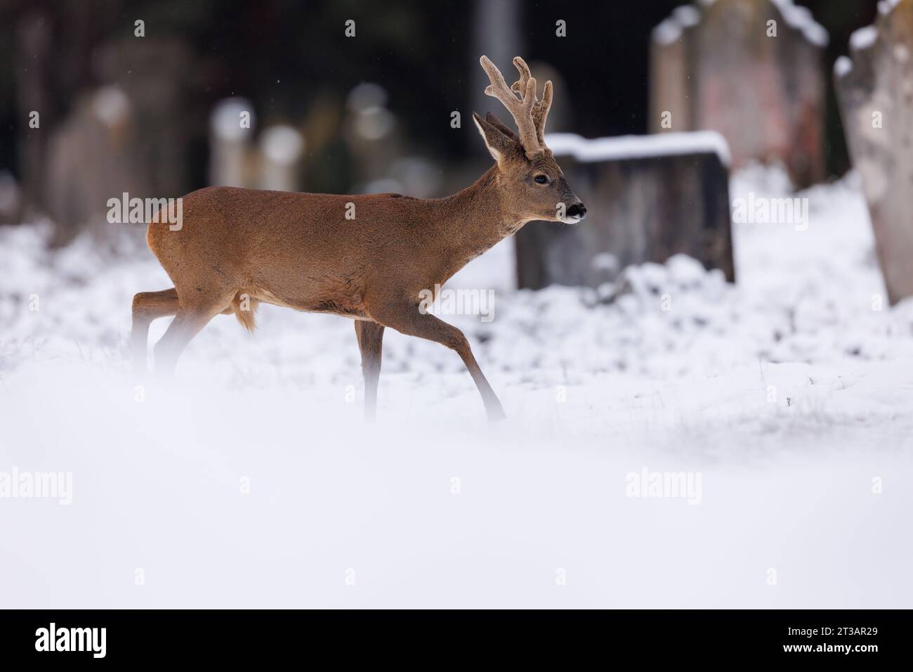 Roe buck with large velvet antlers in the falling snow Stock Photo