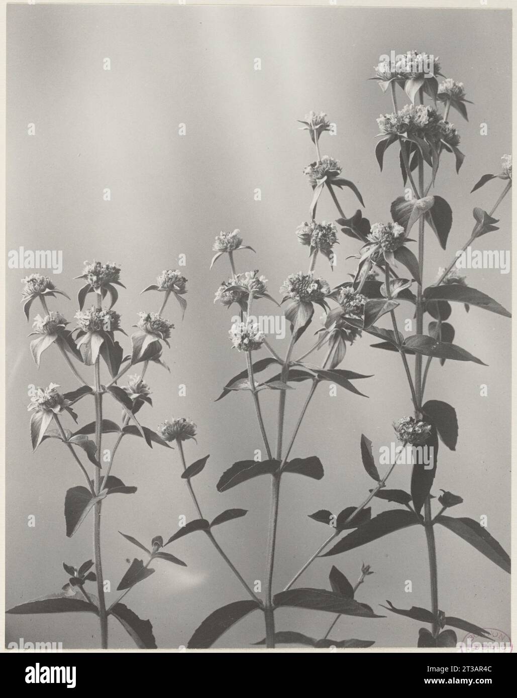 188. Pycnanthemum muticum, hairy mountain mint Stock Photo
