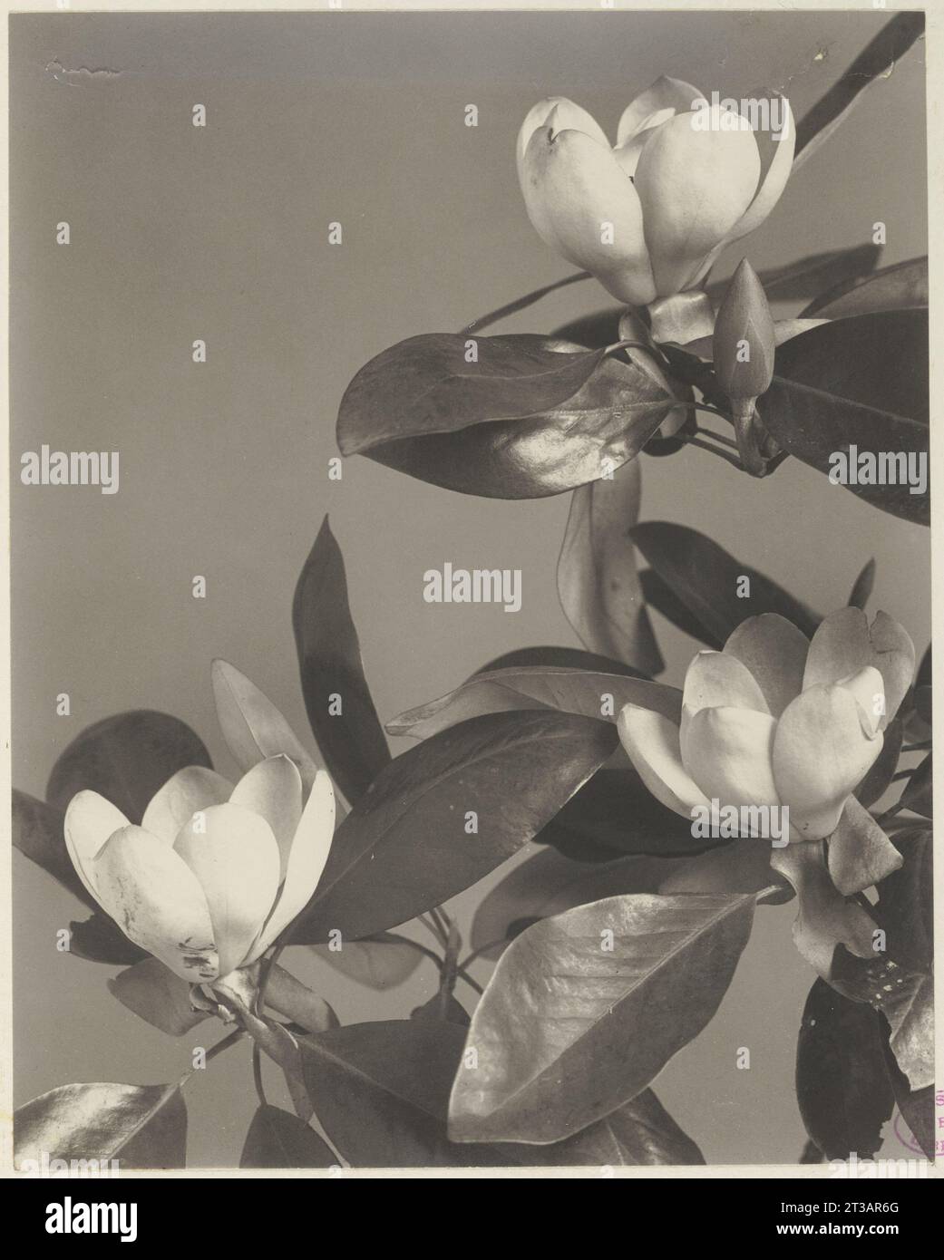 351. Magnolia virginiana, laurel magnolia, sweet bay Stock Photo