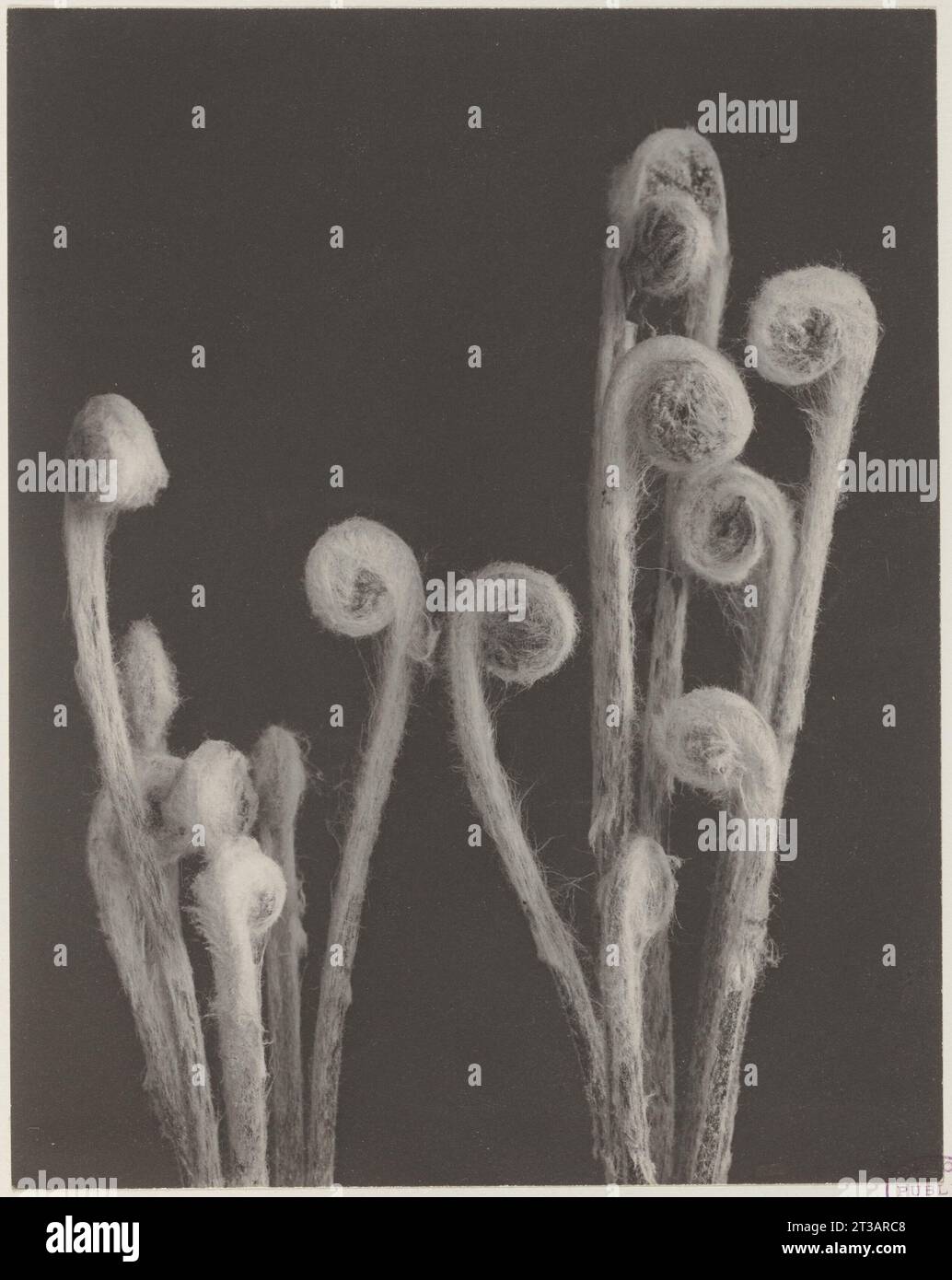 25. Osmunda cinnamomea, cinnamon fern Stock Photo