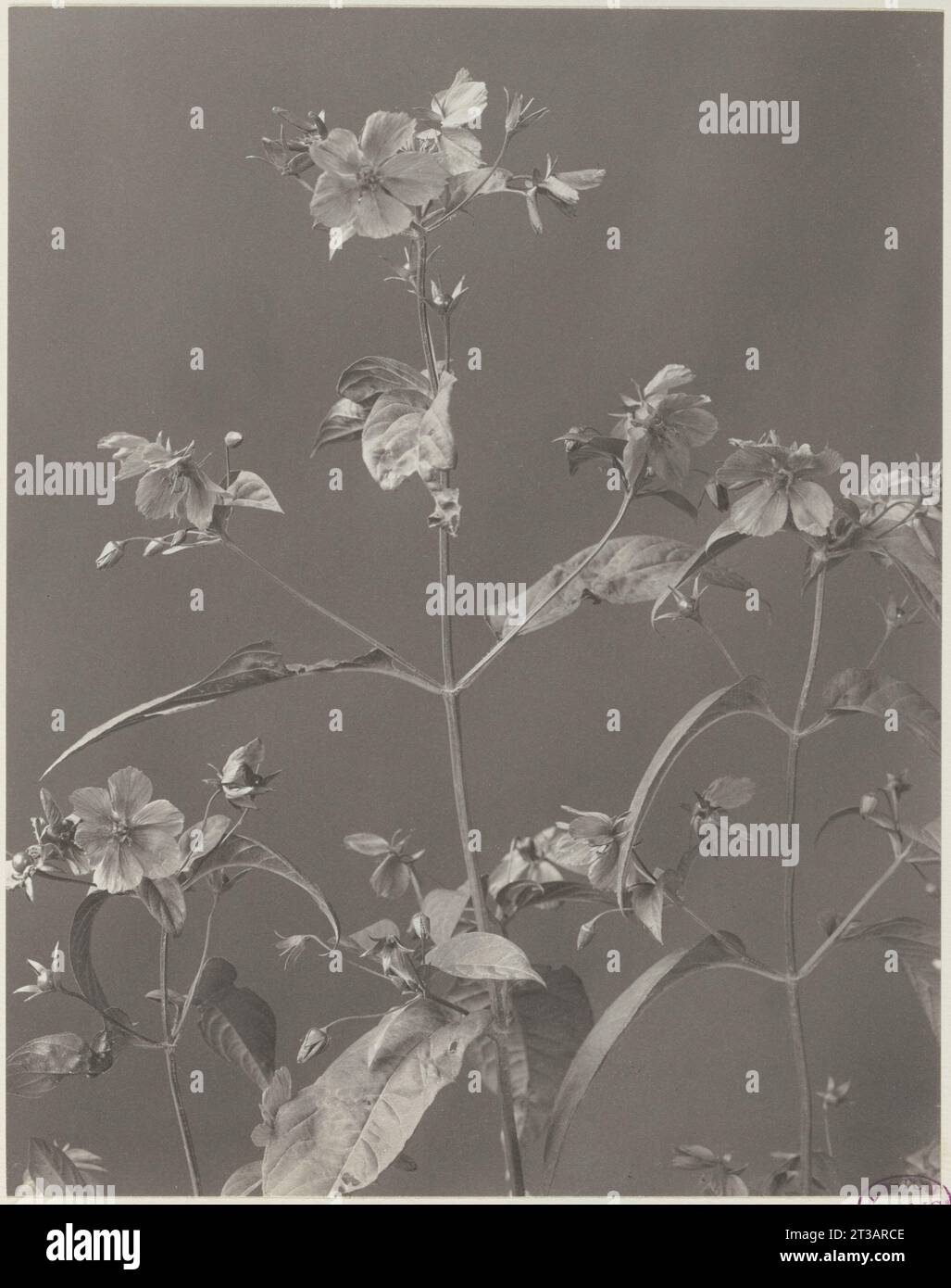 210. Steironema ciliatum, fringed loosestrife Stock Photo