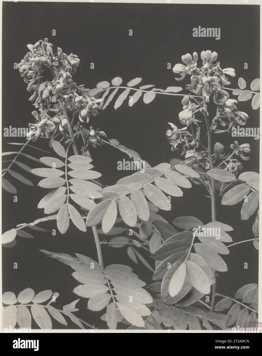 232. Cassia marilandica, wild senna Stock Photo