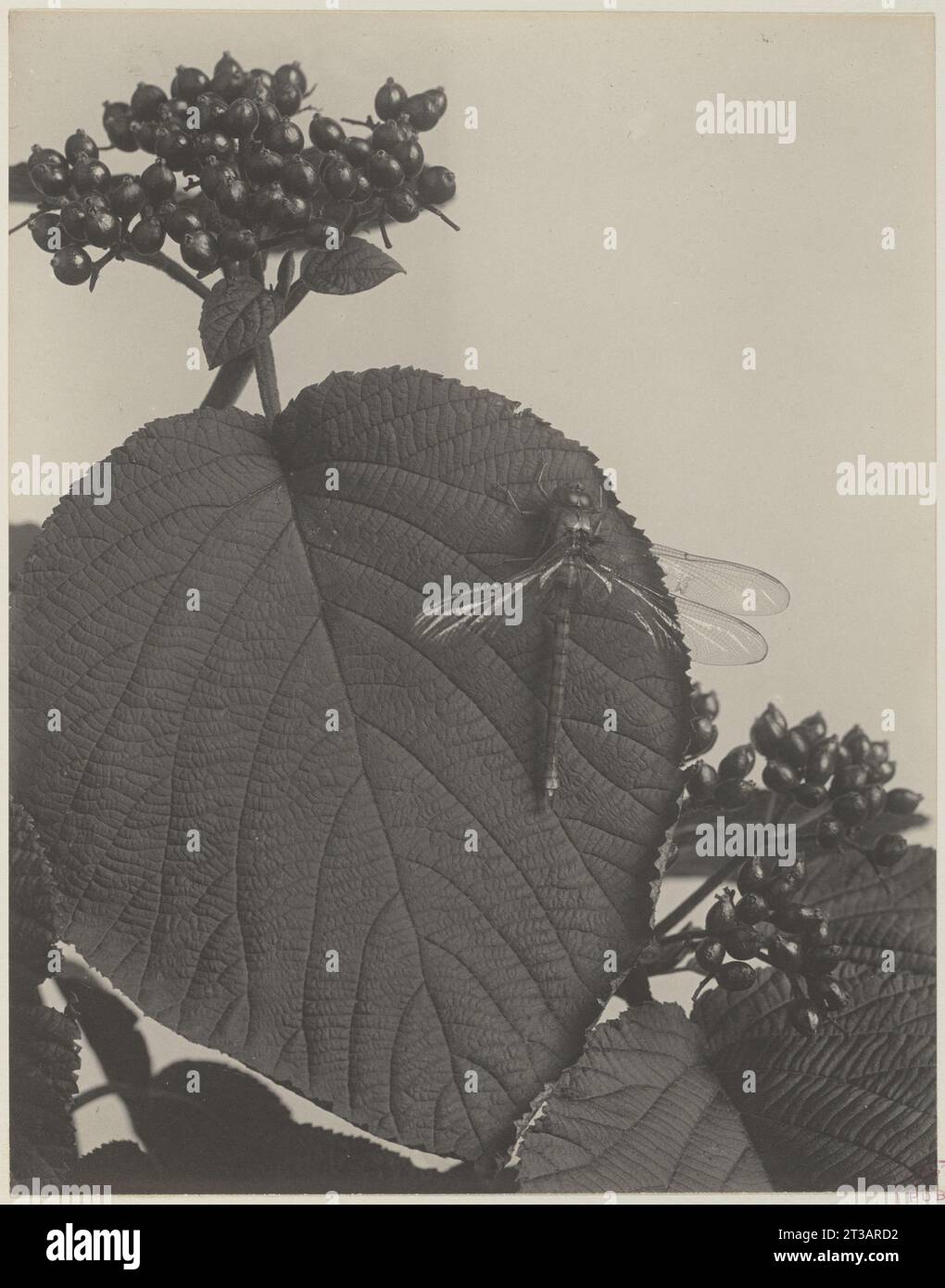 33. Viburnum alnifolium, fruit of hobblebush Stock Photo Alamy