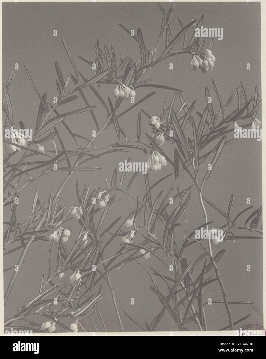 90. Andromeda glaucophylla, wild rosemary, moorwort Stock Photo