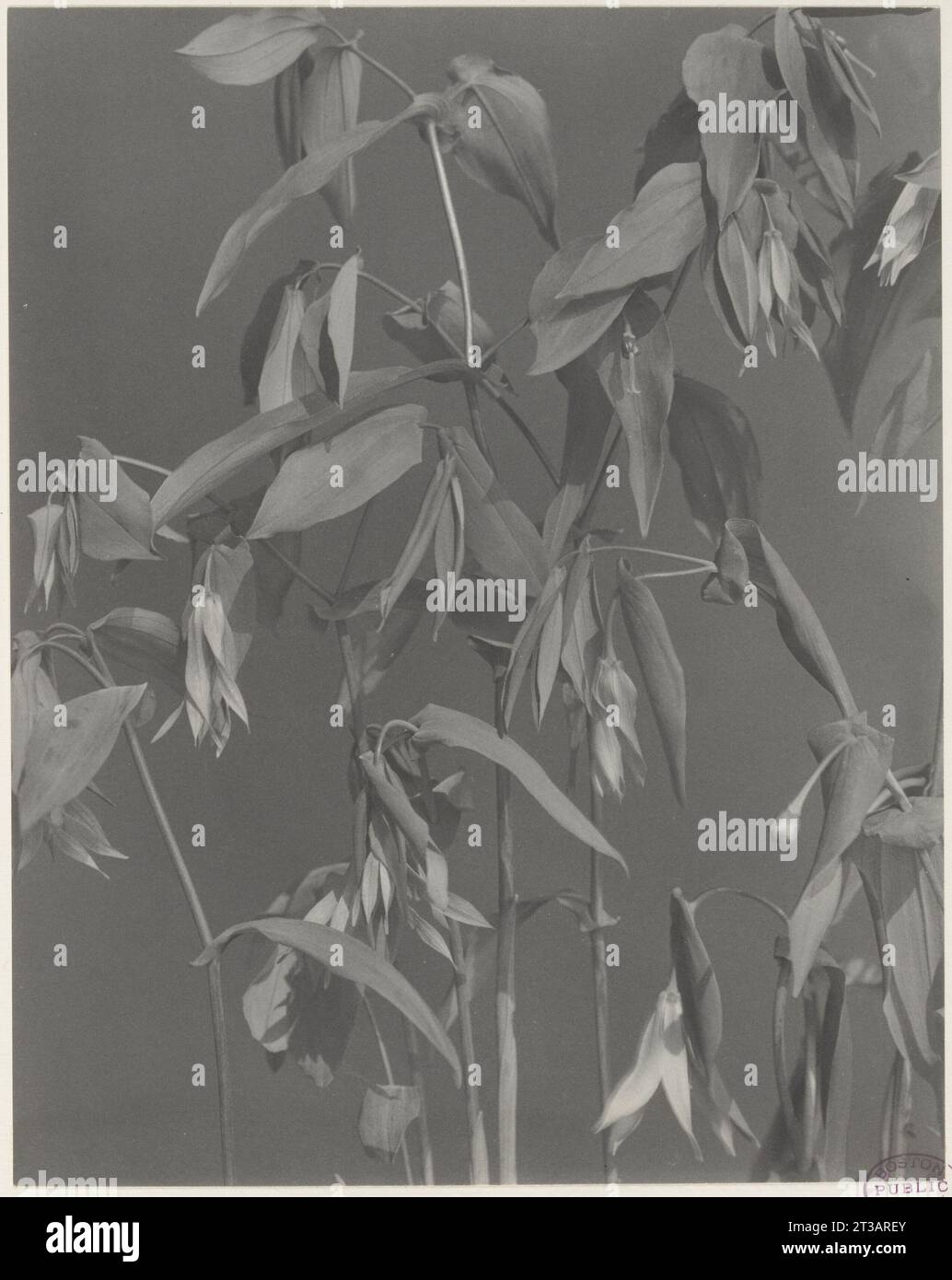104. Uvularia grandiflora, wild oats, large-flowered bellwort Stock Photo