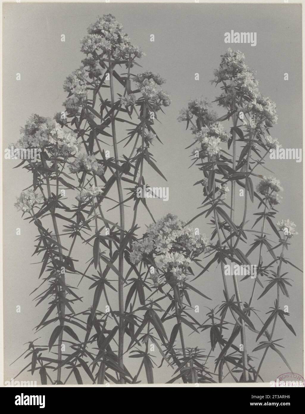 186. Pycnanthemum virginianum, lance-leaved mountain mint Stock Photo