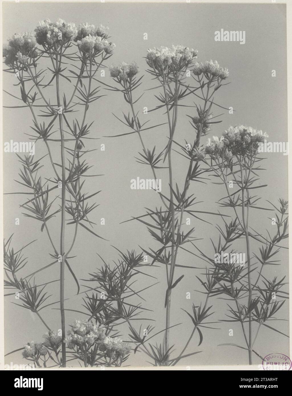 187. Pycnanthemum flexuosum, narrow-leaved mountain mint Stock Photo