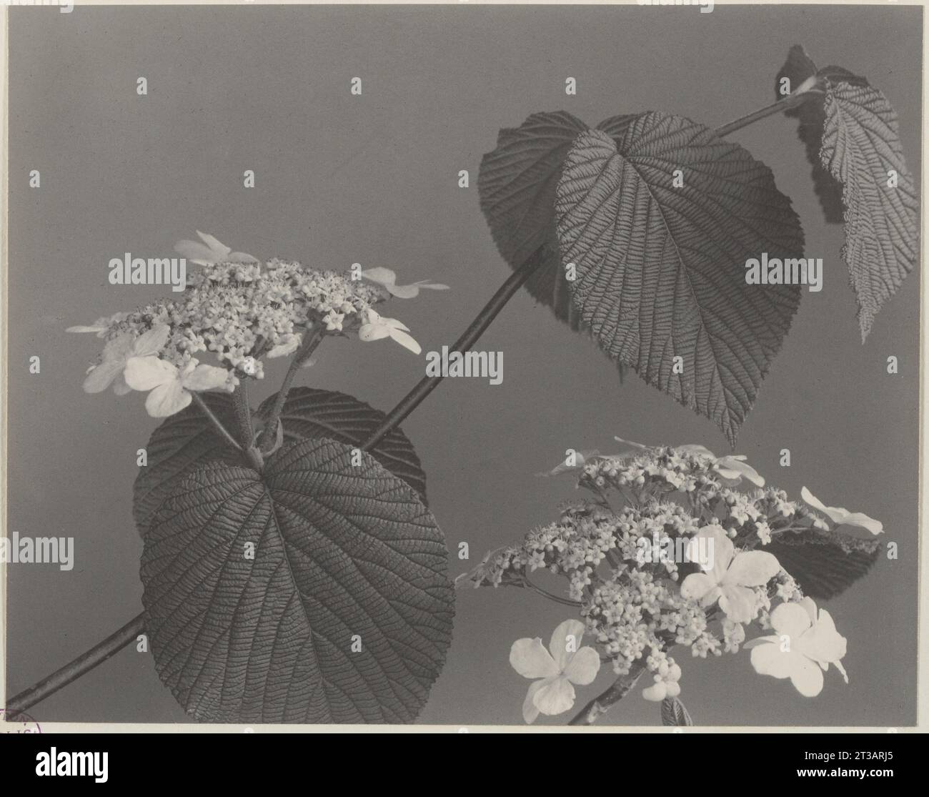 32. Viburnum alnifolium, hobblebush, American wayfaring tree Stock