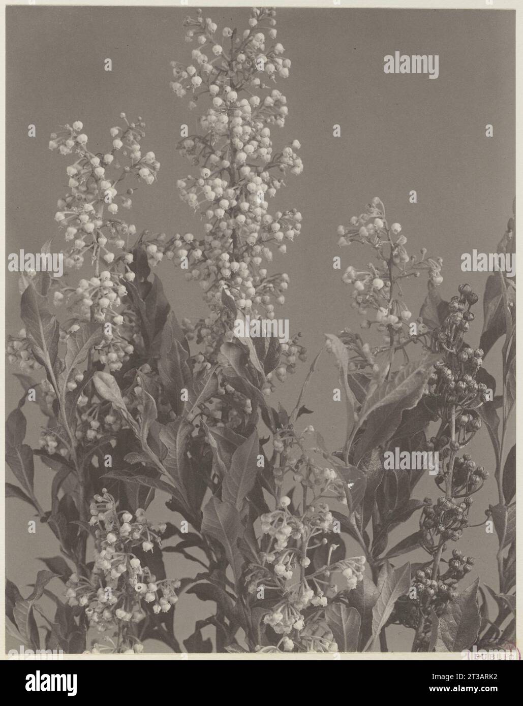 89. Lyonia ligustrina, male berry Stock Photo