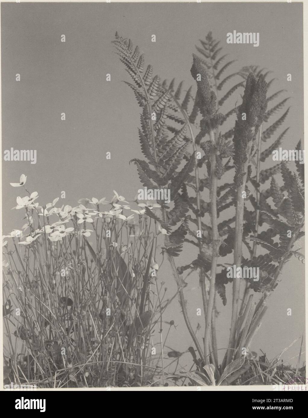143. Houstonia caerulea and Osmunda cinnamomea, bluets, innocence, cinnamon fern Stock Photo