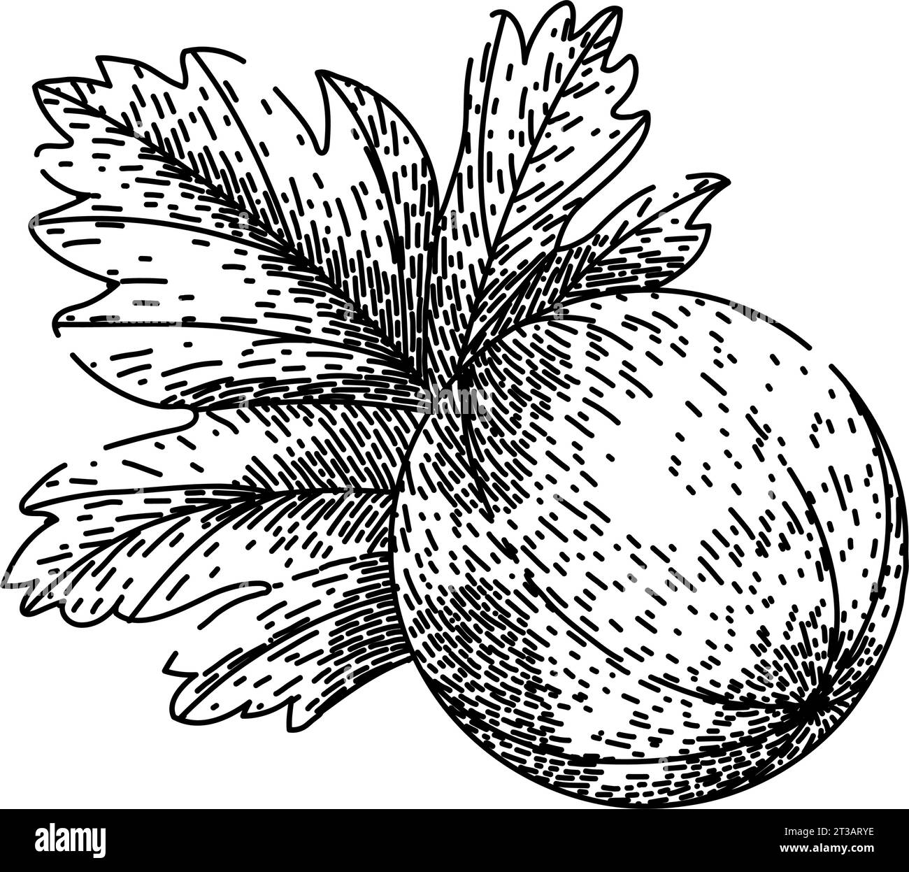 berry gooseberry sketch hand drawn vector Stock Vector Image & Art - Alamy