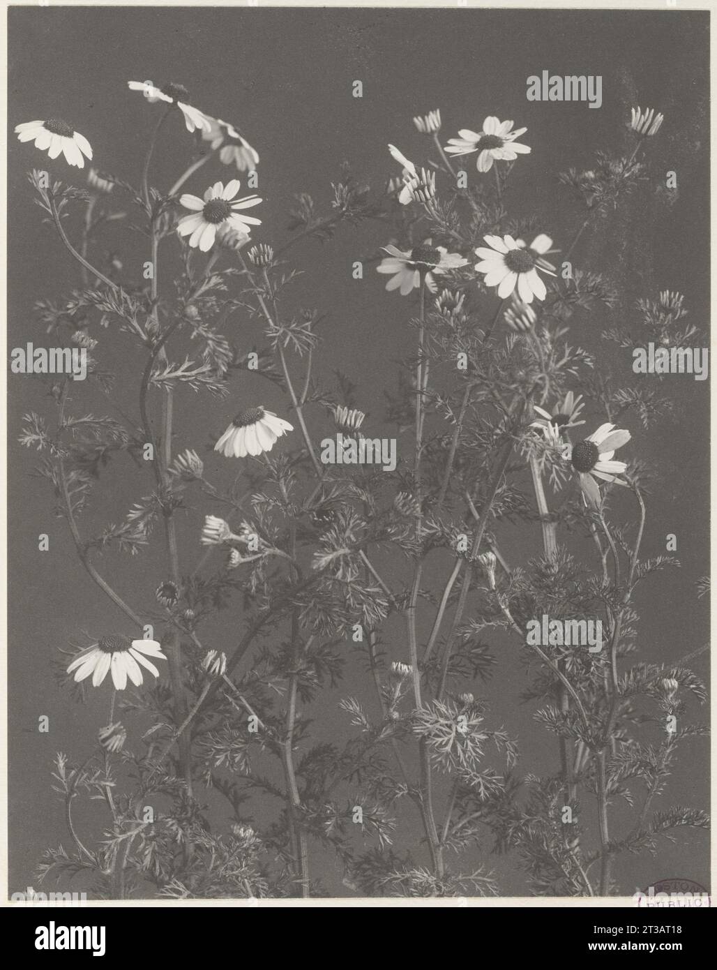 273. Anthemis cotula, chamomile, may-weed Stock Photo