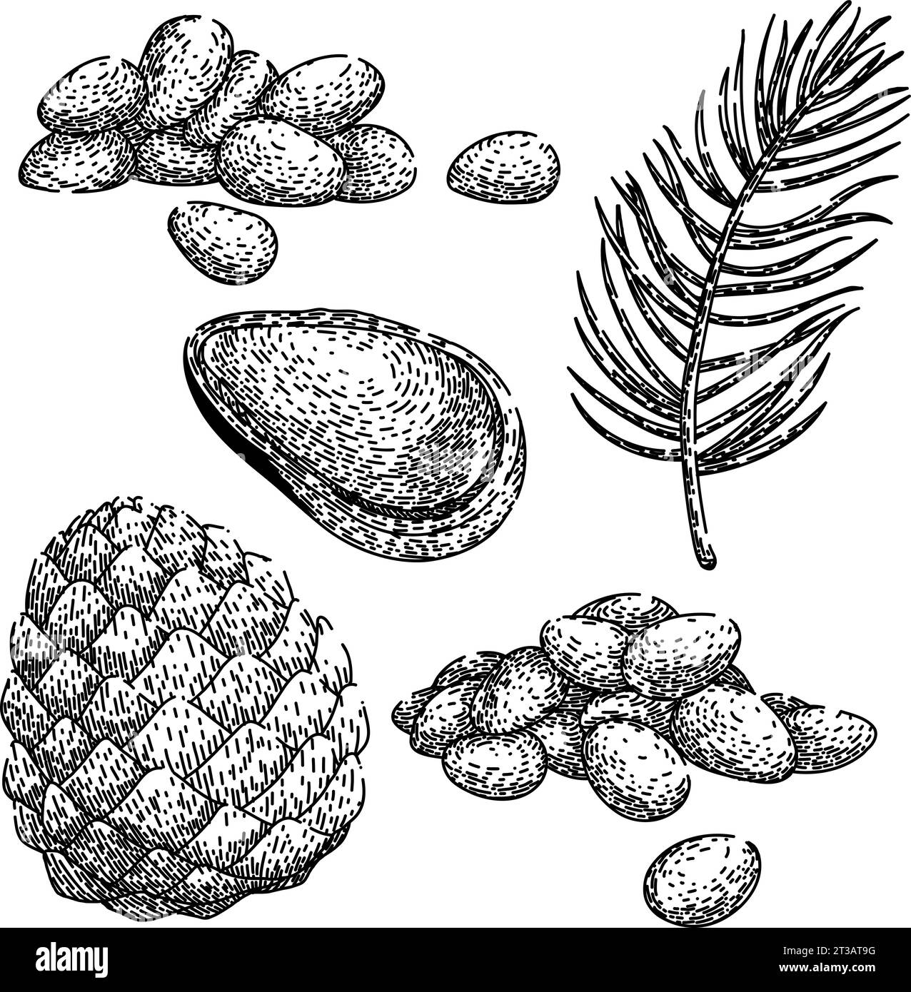 pine nut set sketch hand drawn vector Stock Vector