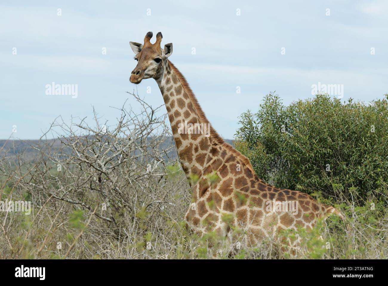 Africa animal, Giraffe, Giraffa camelopardalis, in natural terrain, Hluhluwe Umfolozi nature park, South Africa, safari destination, African wildlife Stock Photo