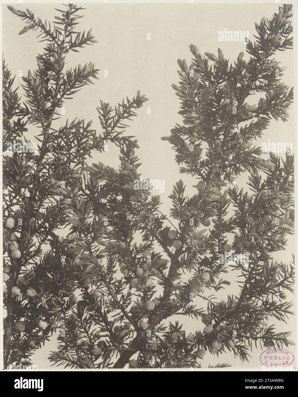 313. Juniperus communis var. depressa, ground juniper Stock Photo